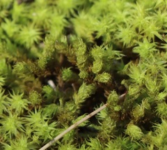 Leptodontium paradoxum