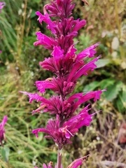 Agastache mexicana