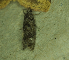 Zeiraphera improbana