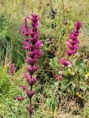 Agastache mexicana
