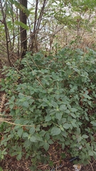 Achyranthes aspera sicula