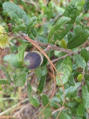 Quercus geminata