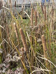 Typha angustifolia
