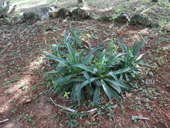 Agave