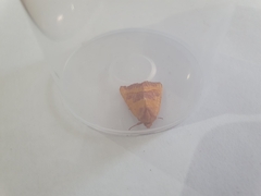 Atethmia centrago