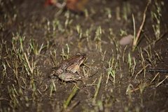 Leptodactylus podicipinus