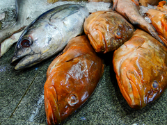 Epinephelus