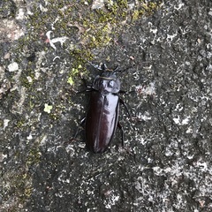 Mallodon chevrolatii