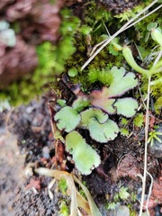 Plagiochasma rupestre