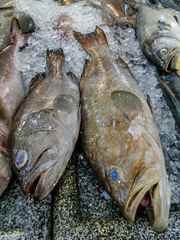 Epinephelidae