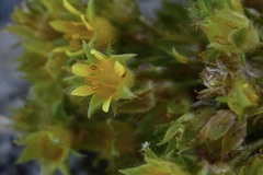 Ivesia gordonii
