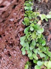 Plagiochasma rupestre