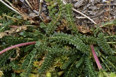 Ivesia gordonii