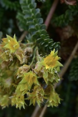 Ivesia gordonii