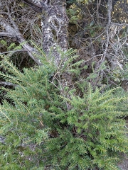 Tsuga chinensis