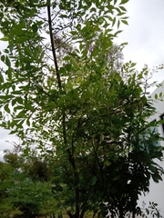 Fraxinus uhdei