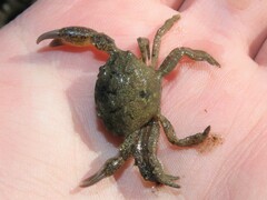 Rhithropanopeus harrisii