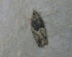 Epinotia nisella