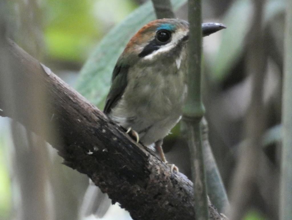 Tody Motmot