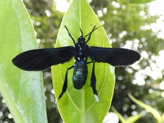 Macrocneme caerulescens