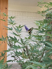 Heraclides cresphontes