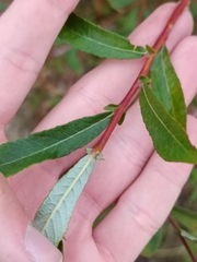 Salix salviifolia