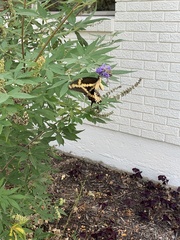 Heraclides cresphontes