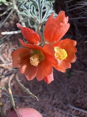 Sphaeralcea parvifolia
