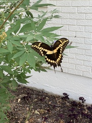 Heraclides cresphontes