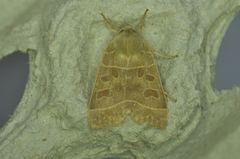 Ipimorpha pleonectusa