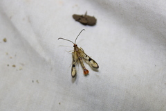 Synanthedon acerni