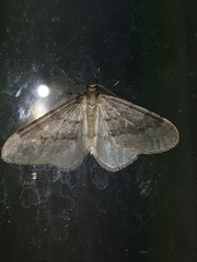 Operophtera fagata