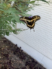 Heraclides cresphontes