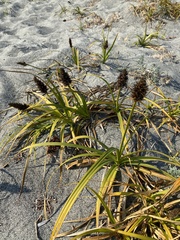 Carex macrocephala