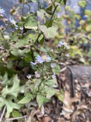 Symphyotrichum