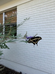 Heraclides cresphontes