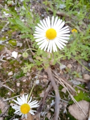 Aphanostephus ramosissimus