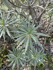 Echium candicans