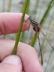 Sympecma fusca