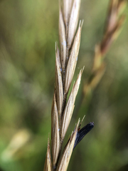 Claviceps purpurea