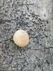 Philonix fulvicollis