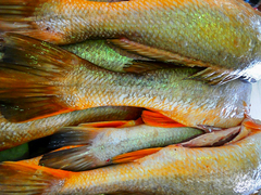 Sciaenidae