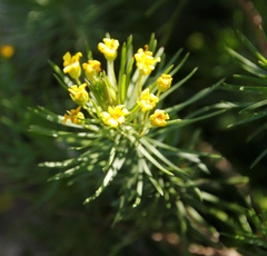 Euryops
