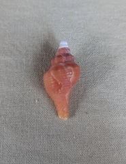 Australaria australasia