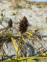 Carex macrocephala