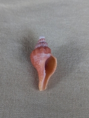 Australaria australasia