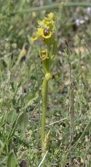Ophrys lutea