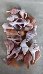 Australaria australasia