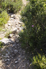 Euryops
