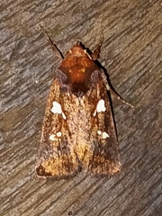 Calymniodes